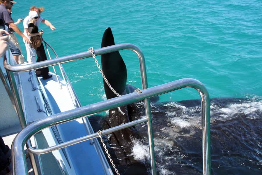 From Cape Town: Hermanus Whale Watching Boat Trip - Dolphins, seals, penguins, and the occasional surprise