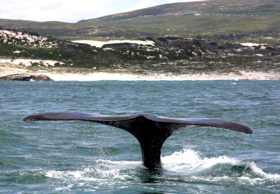 From Cape Town: Hermanus Whale Watching Boat Trip - What the boat day feels like in practice
