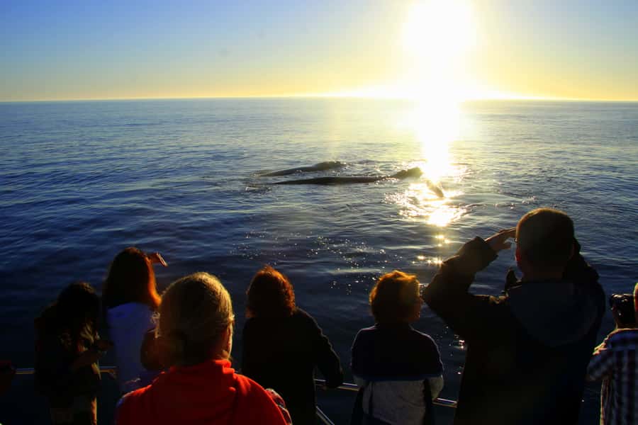 From Cape Town: Hermanus Whale Watching Boat Trip - Who will enjoy this day most?