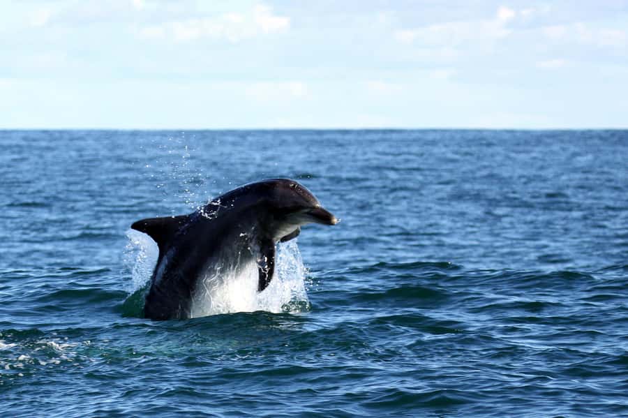From Cape Town: Hermanus Whale Watching Boat Trip - Should you book the Gansbaai whale trip?