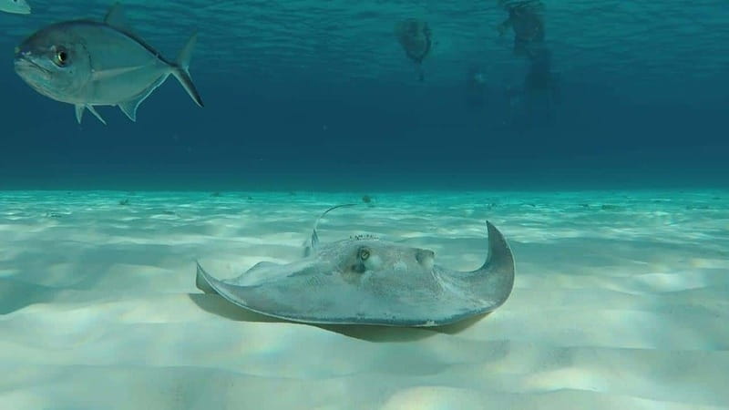 From Cozumel: 3 Reefs Boat Tour with Drinks and Snorkeling - Key points to know before you book