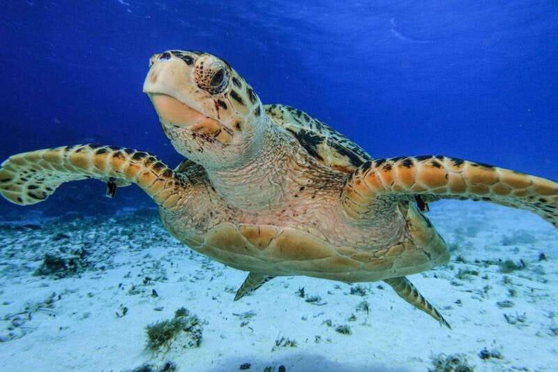 From Cozumel: 3 Reefs Boat Tour with Drinks and Snorkeling - Why this four-hour Cozumel trip works