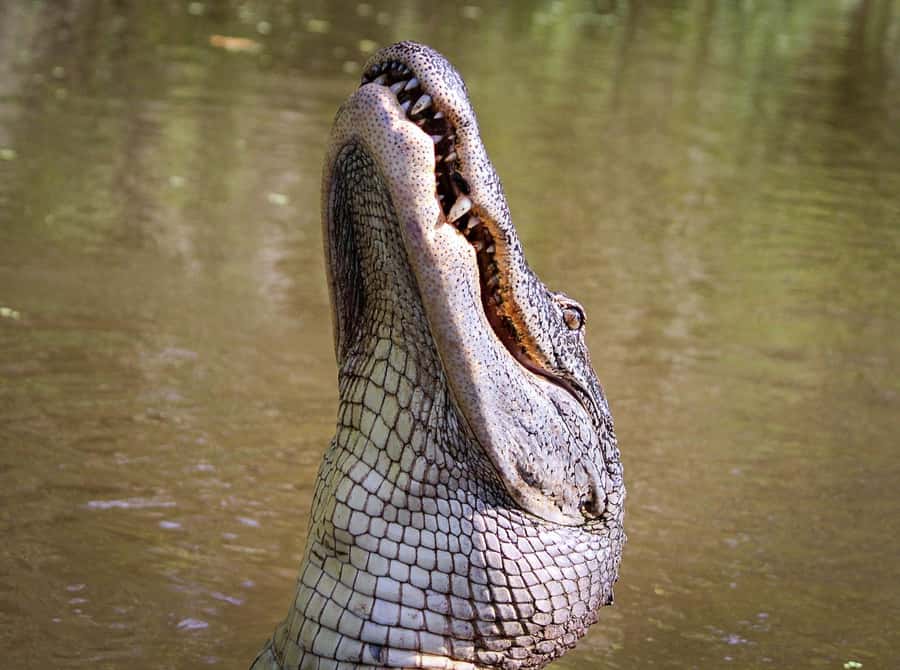 From Darwin: Litchfield Park Tour & Jumping Crocodile Cruise - Key points to know before booking