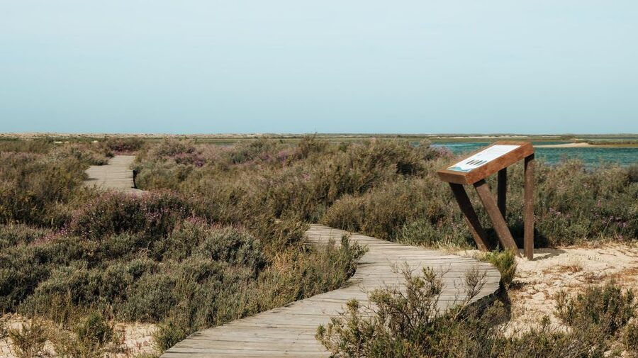 From Faro: Catamaran Boat Trip to Deserta Island with Stop - What the $11 price really delivers