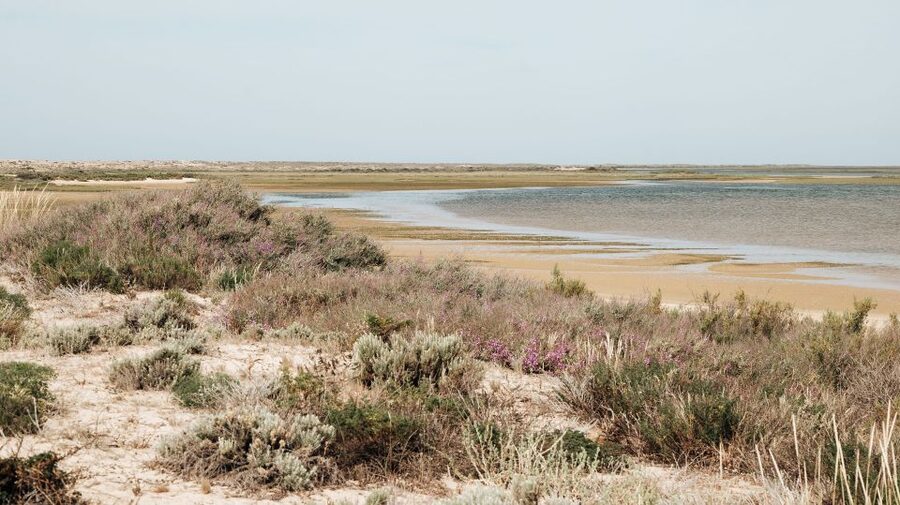 From Faro: Catamaran Boat Trip to Deserta Island with Stop - Who will enjoy this island most?