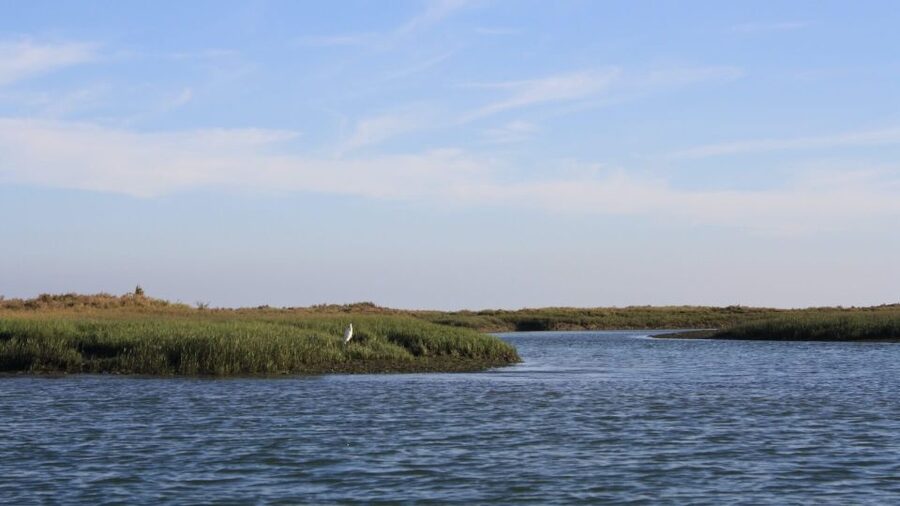 From Faro: Ria Formosa Sunset Boat Trip - Sunset, music, birds, and the occasional dolphin