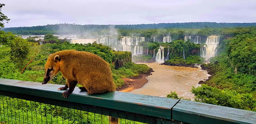 From Foz do Iguazu: Brazil Iguazu Falls & Macuco Safari Boat - Pickup from Foz do Iguaçu and the van ride