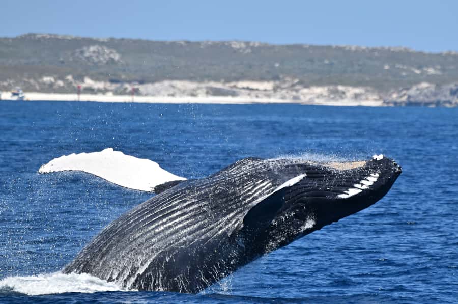 From Fremantle: 2-Hour Luxury Whale-Watching Cruise - Five useful things to know before booking