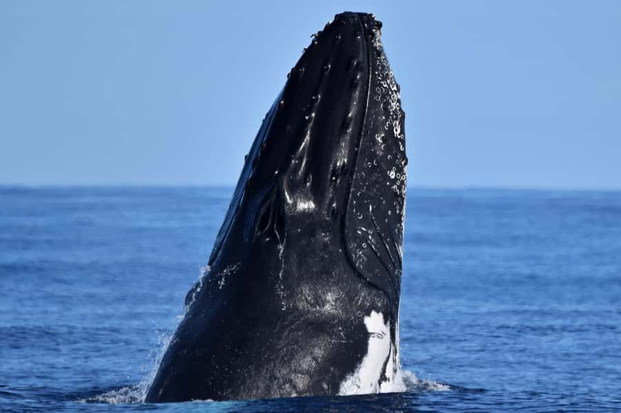 From Fremantle: 2-Hour Luxury Whale-Watching Cruise - What happens once the whales appear