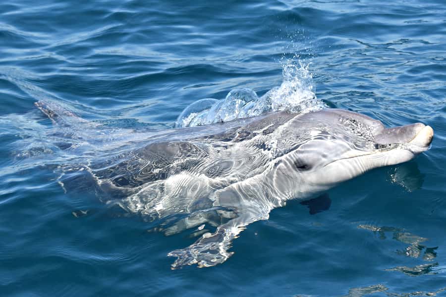 From Fremantle: 2-Hour Luxury Whale-Watching Cruise - Live commentary from the Whale Watch Western Australia crew