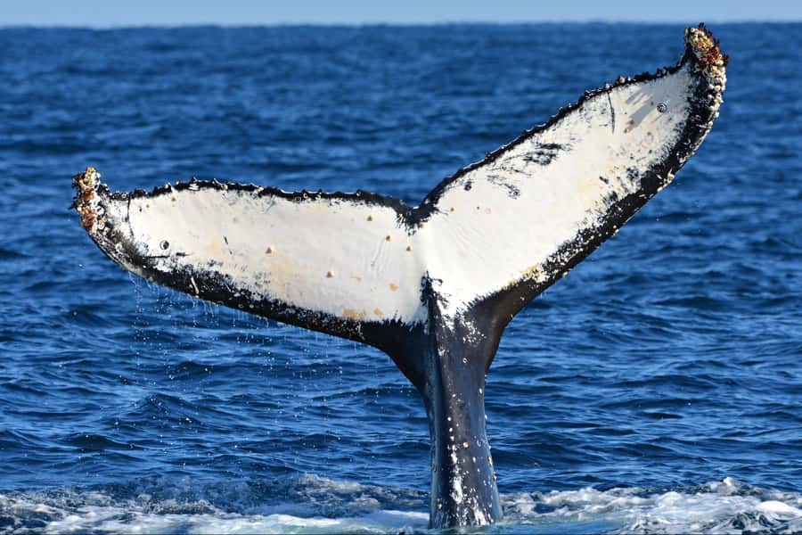 From Fremantle: 2-Hour Luxury Whale-Watching Cruise - The view beyond the whales