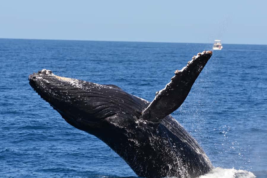 From Fremantle: 2-Hour Luxury Whale-Watching Cruise - Best time to see mothers, calves, and active pods