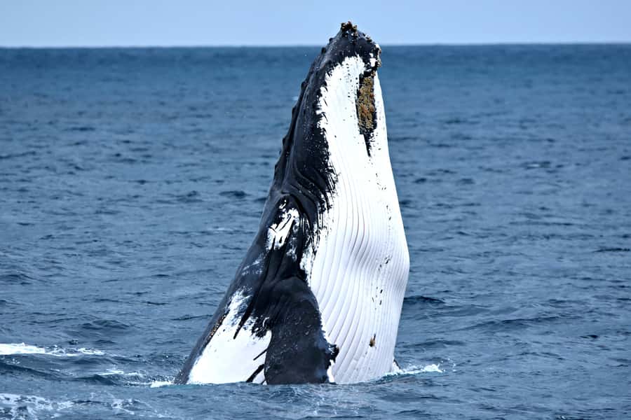 From Fremantle: 2-Hour Luxury Whale-Watching Cruise - Inside the Steep Point, Western Australia’s viewing catamaran
