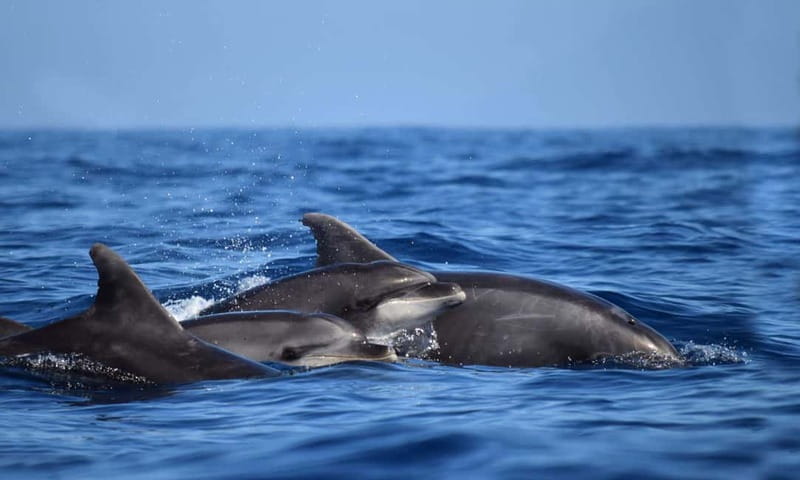 From Funchal: Ecological Catamaran Dolphin Whale Watching - Should you book Magic Dolphin?