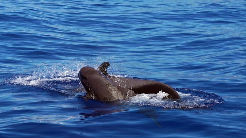 From Funchal: Ecological Catamaran Dolphin Whale Watching - Why the quiet engines matter