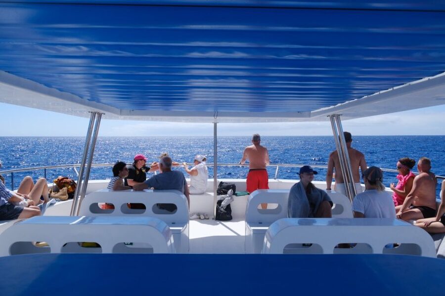 From Funchal: Ecological Catamaran Dolphin Whale Watching - The catamaran’s best viewing areas