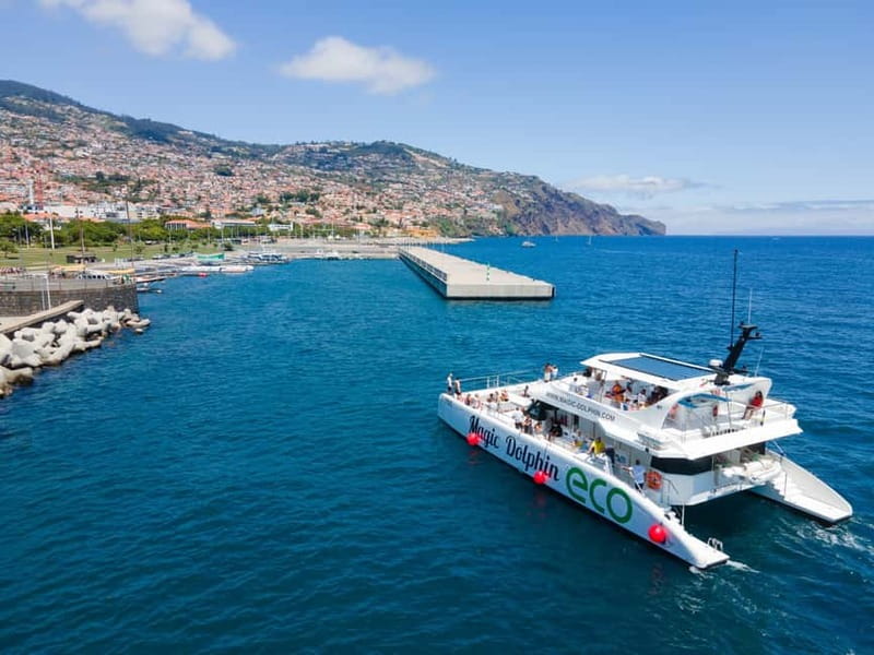 From Funchal: Ecological Catamaran Dolphin Whale Watching - Is $41 good value?