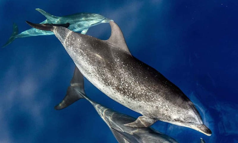 From Funchal: Ecological Catamaran Dolphin Whale Watching - The search for dolphins and whales
