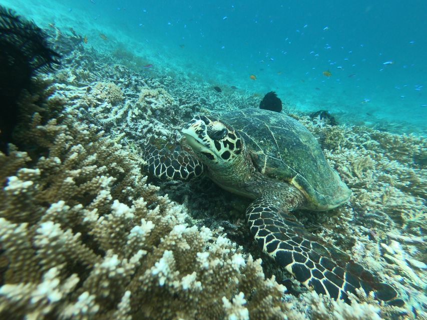 From Gili Air/Trawangan: Glass-Bottom Boat with Snorkeling - Safety, fitness, and who should skip it