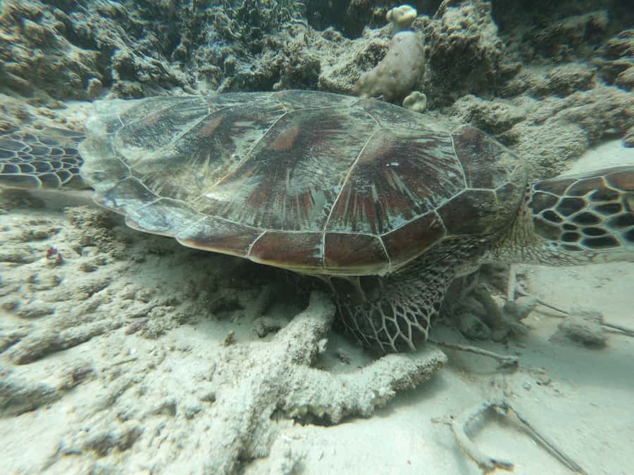 From Gili Air/Trawangan: Glass-Bottom Boat with Snorkeling - Virgin Coral Garden and Bongkas Reef