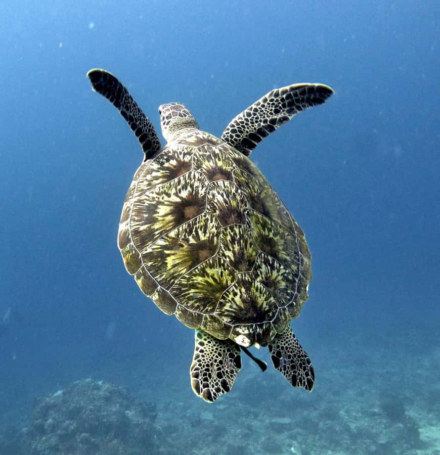 From Gili Air/Trawangan: Glass-Bottom Boat with Snorkeling - The Gili Meno break