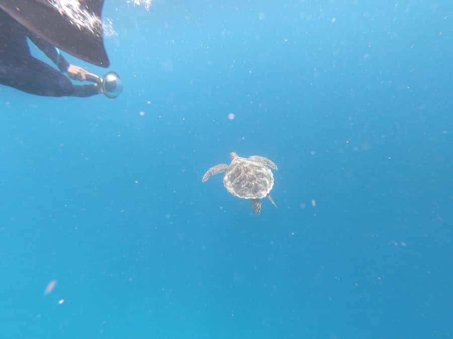 From Gili Air/Trawangan: Glass-Bottom Boat with Snorkeling - Shared tour or private boat?