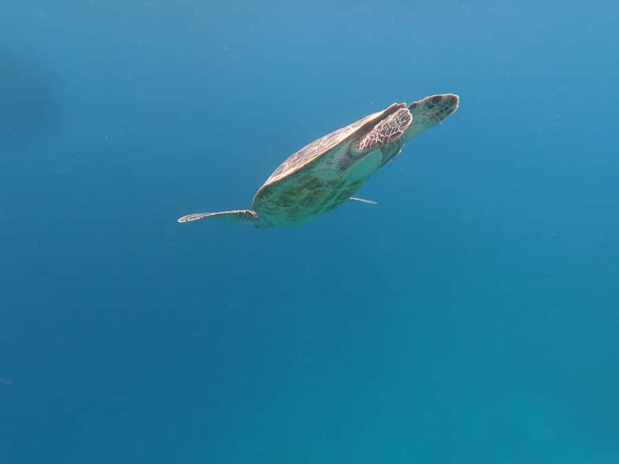 From Gili Air/Trawangan: Glass-Bottom Boat with Snorkeling - Equipment, boat comfort, and what the price includes