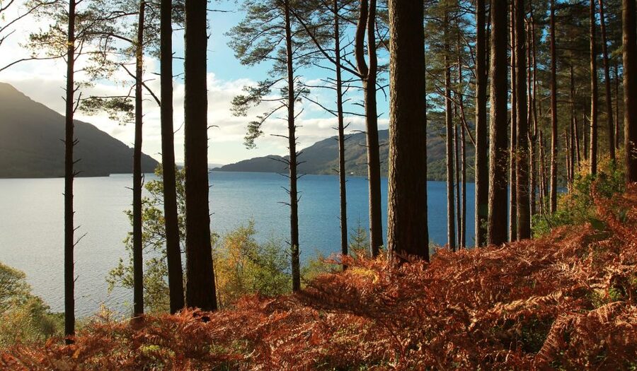 From Glasgow: Stirling Castle & Loch Lomond Tour with Cruise - Key points before you book