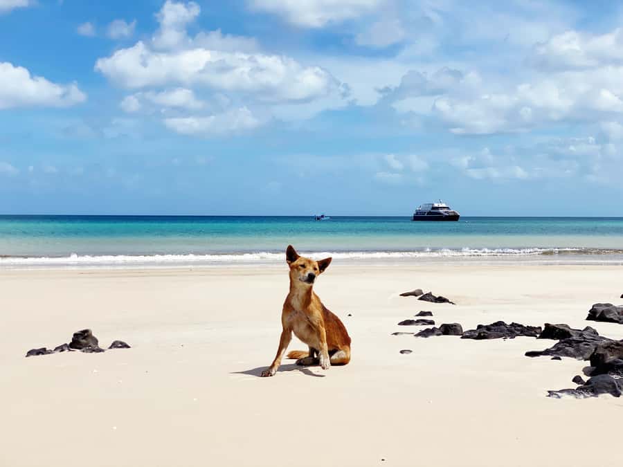 From Hervey Bay: Remote K'gari Tour by Boat with Lunch - Who will enjoy this tour most?