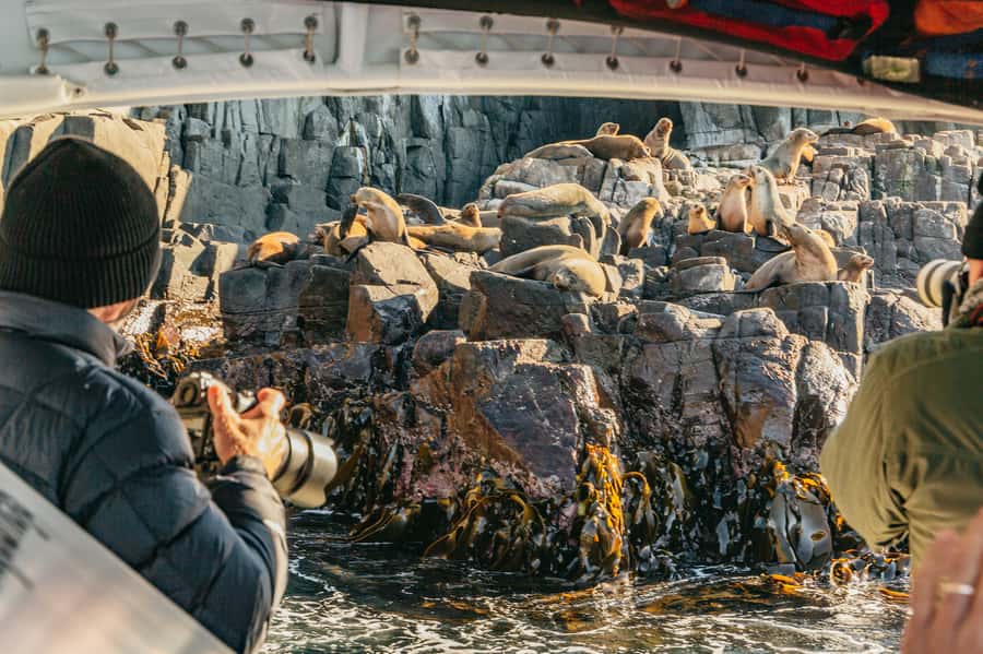 From Hobart/Adventure Bay: Bruny Island Wilderness Cruise - From Hobart to Adventure Bay