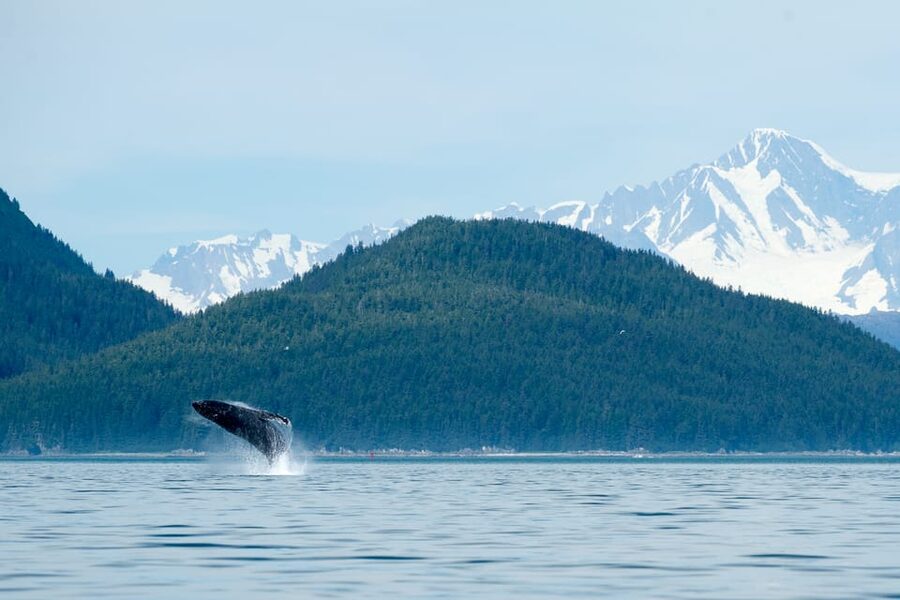 From Juneau: Whale Watching Cruise with Snacks - Key points to know before you book