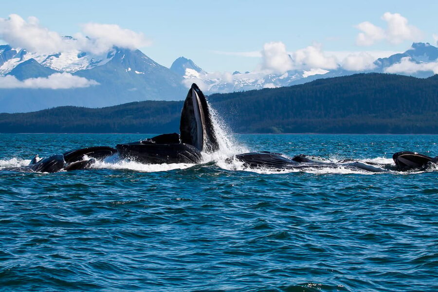 From Juneau: Whale Watching Cruise with Snacks - Searching Favorite Channel and Stephens Passage