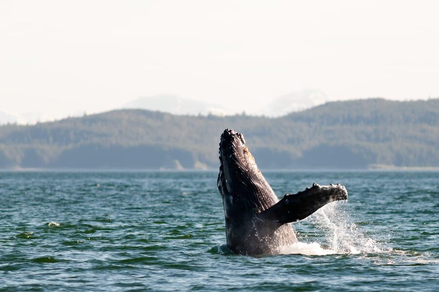 From Juneau: Whale Watching Cruise with Snacks - More than humpbacks: orcas, sea lions, and eagles