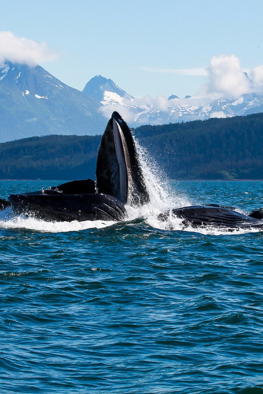 From Juneau: Whale Watching Cruise with Snacks - Timing, cruise ships, and cancellation