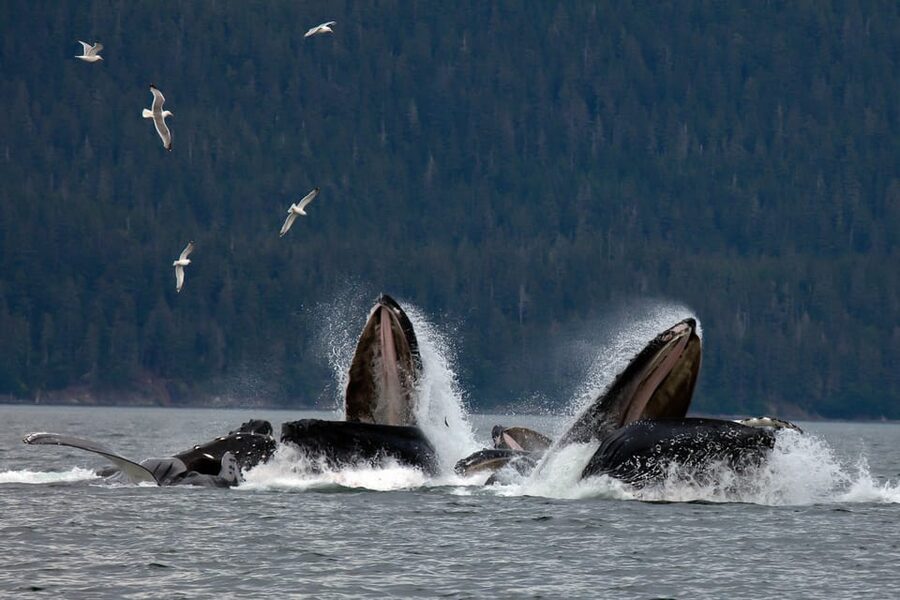 From Juneau: Whale Watching Cruise with Snacks - Who will enjoy this Juneau whale tour?