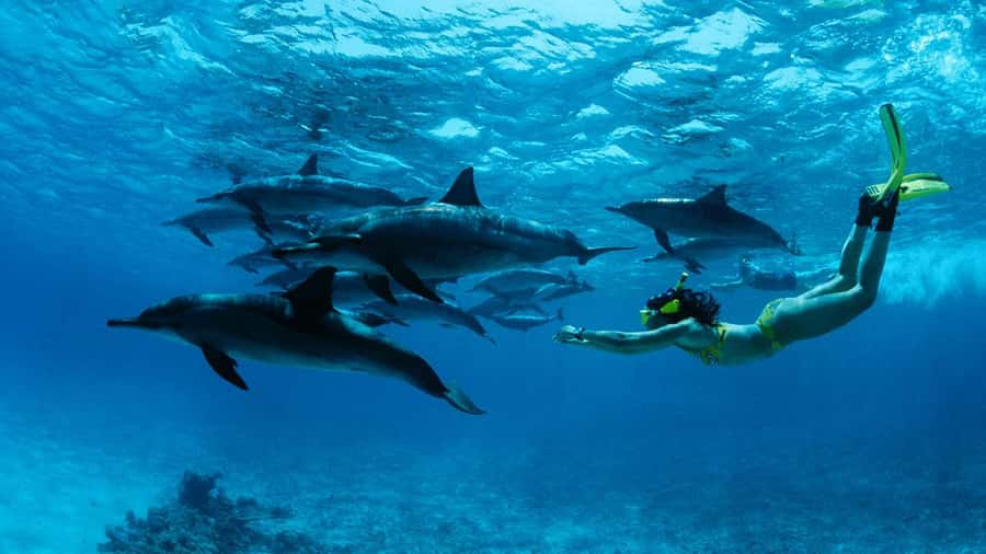 From Kendwa: Mnemba Boat Trip and Dolphin Snorkel Adventure - Snorkeling around Mnemba Atoll