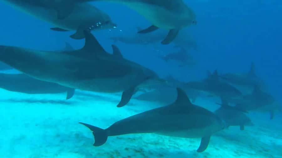 From Kendwa: Mnemba Boat Trip and Dolphin Snorkel Adventure - Boat comfort, group size, and safety