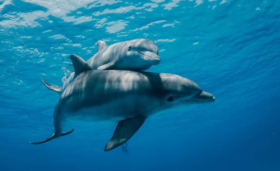 From Kendwa: Mnemba Boat Trip and Dolphin Snorkel Adventure - What the $50 price really buys