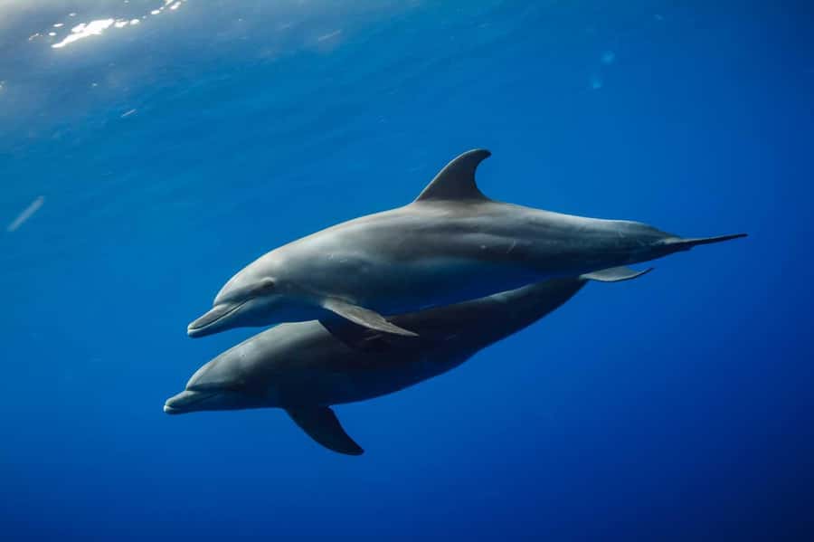 From Kendwa: Mnemba Boat Trip and Dolphin Snorkel Adventure - Searching for dolphins between Nungwi and Mnemba