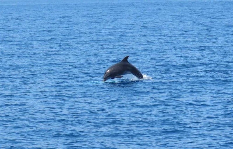From Kos:A full day cruise in the newest luxury vessel! - Platy: clear water and time to swim