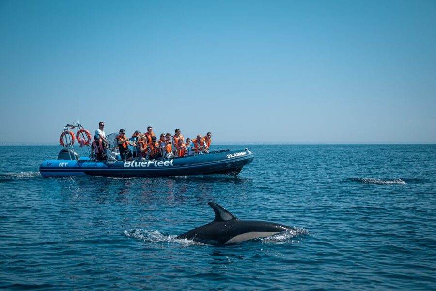 From Lagos: Dolphin Watching Boat Trip w/Marine Biologists - Key points to know before you go