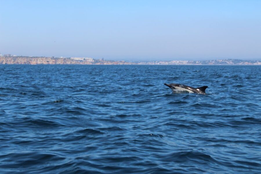 From Lagos: Dolphin Watching Boat Trip w/Marine Biologists - Practical tips for a better ride