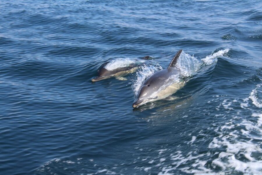 From Lagos: Dolphin Watching Boat Trip w/Marine Biologists - Leaving Lagos Marina for the open Atlantic