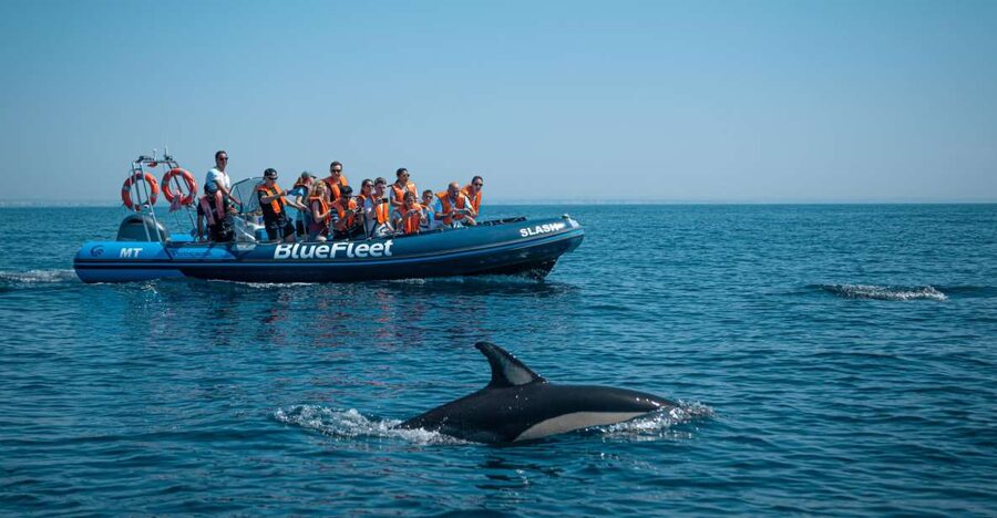 From Lagos: Dolphin Watching Boat Trip w/Marine Biologists - Searching for dolphins, not staging a performance
