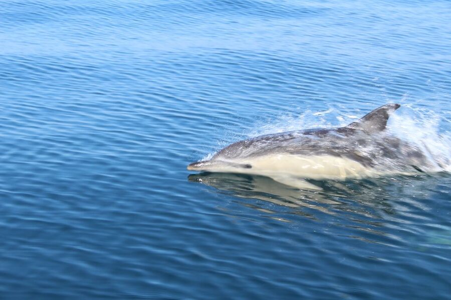 From Lagos: Dolphin Watching Boat Trip w/Marine Biologists - Marine biology explained in plain language