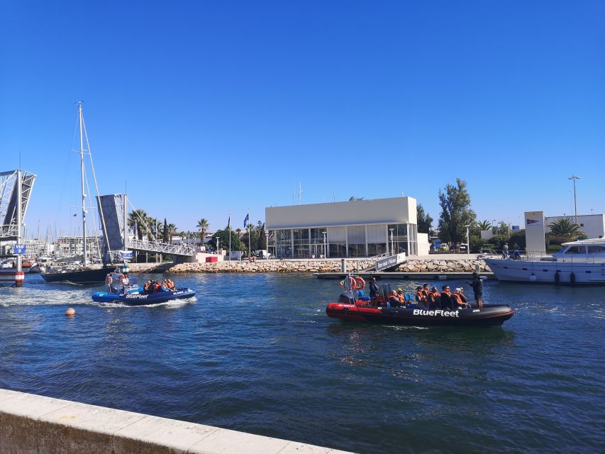 From Lagos: Dolphin Watching Boat Trip w/Marine Biologists - What happens when a pod appears