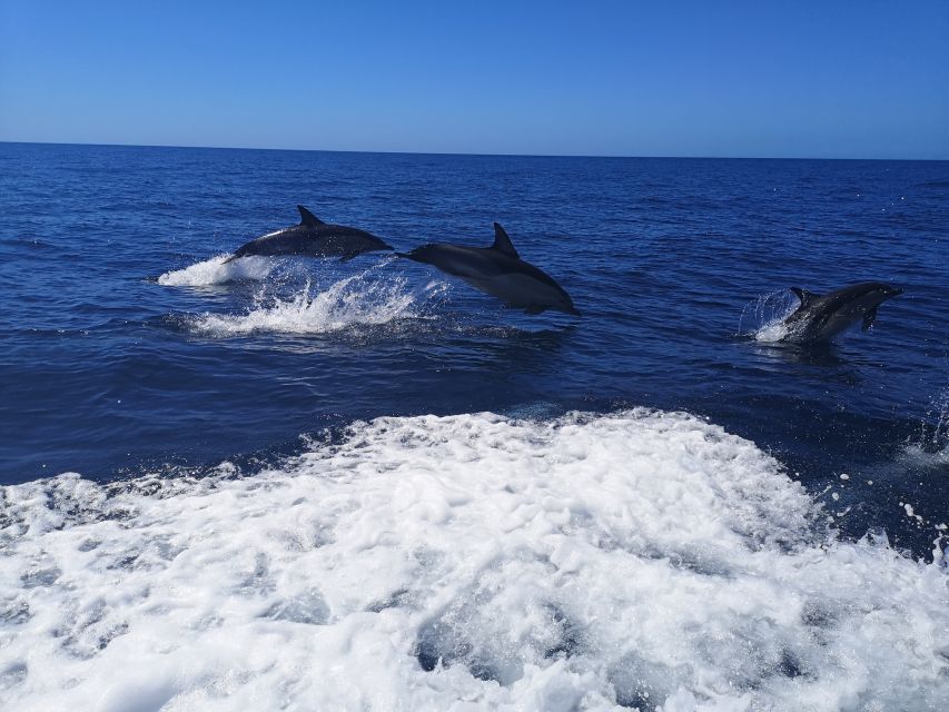 From Lagos: Dolphin Watching Boat Trip w/Marine Biologists - The return trip and possible Algarve scenery