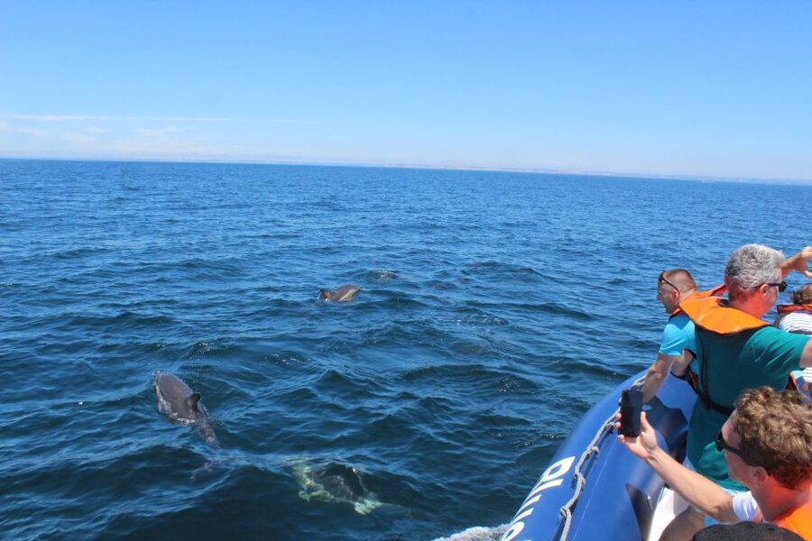 From Lagos: Dolphin Watching Boat Trip w/Marine Biologists - Who should book this Lagos boat trip?