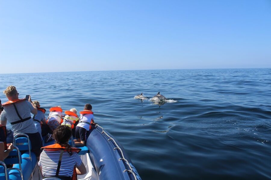 From Lagos: Dolphin Watching Boat Trip w/Marine Biologists - Why the RIB changes the experience