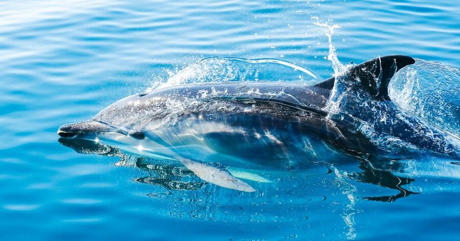 From Malaga: Day trip to Gibraltar and Dolphin Boat Tour - The Málaga departure and the ride south